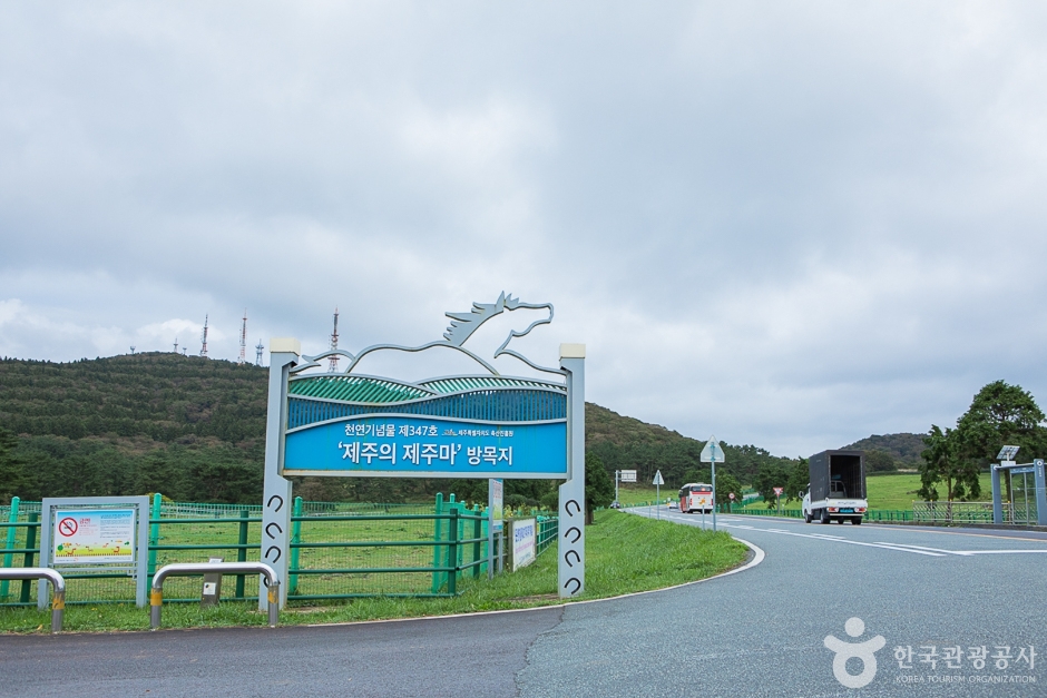제주마방목지 여행 추천 - 메고지고