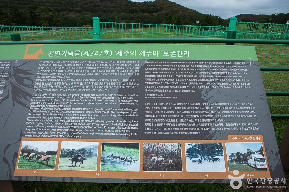 제주마방목지 여행 추천 - 메고지고