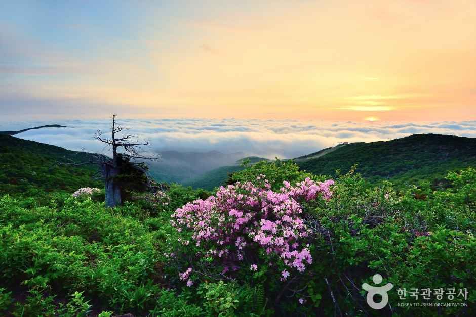 함백산 여행 추천 - 메고지고 함백산 여행 추천 - 메고지고