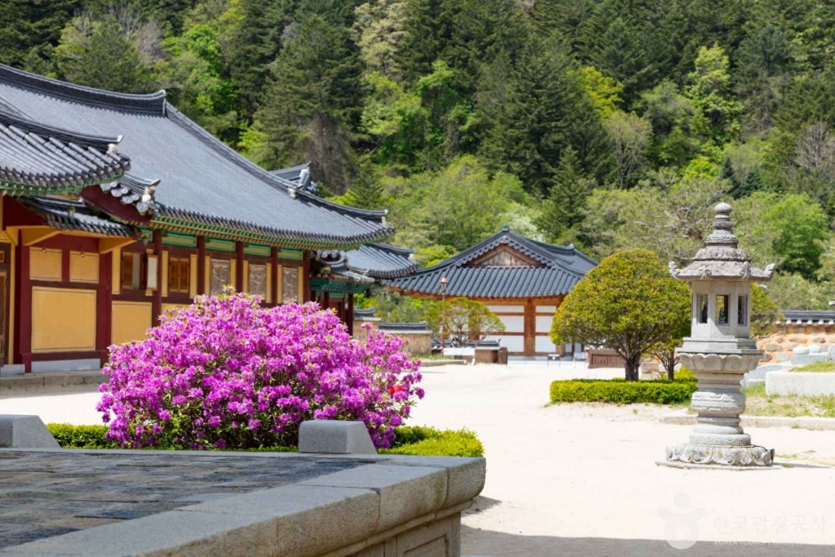 월정사·월정사 전나무숲 여행 추천 - 메고지고
