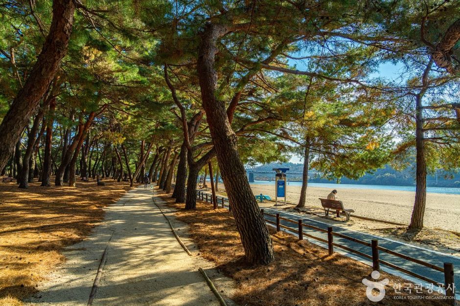하동송림공원 여행 추천 - 메고지고 하동송림공원 여행 추천 - 메고지고