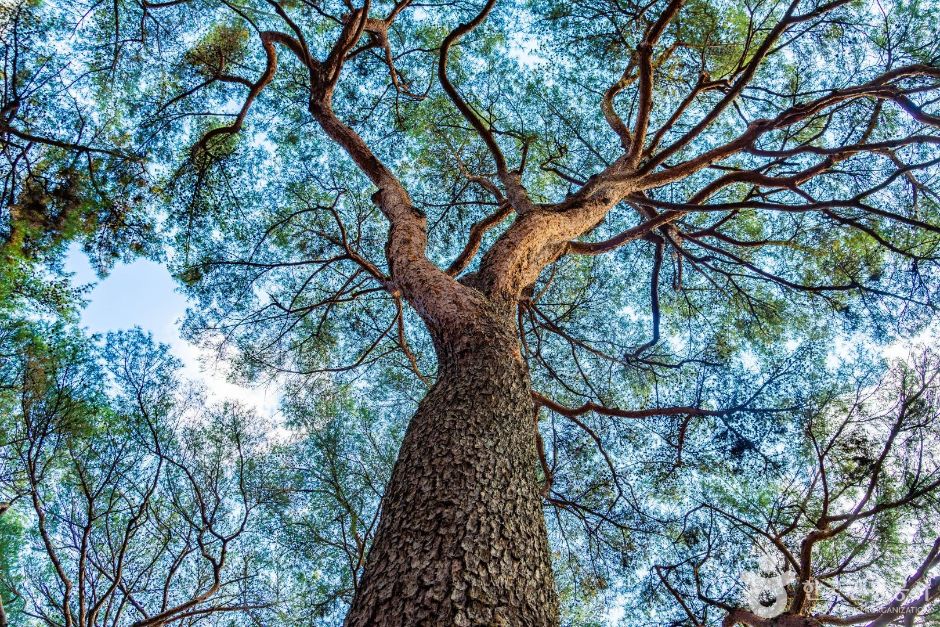 하동송림공원 여행 추천 - 메고지고 하동송림공원 여행 추천 - 메고지고