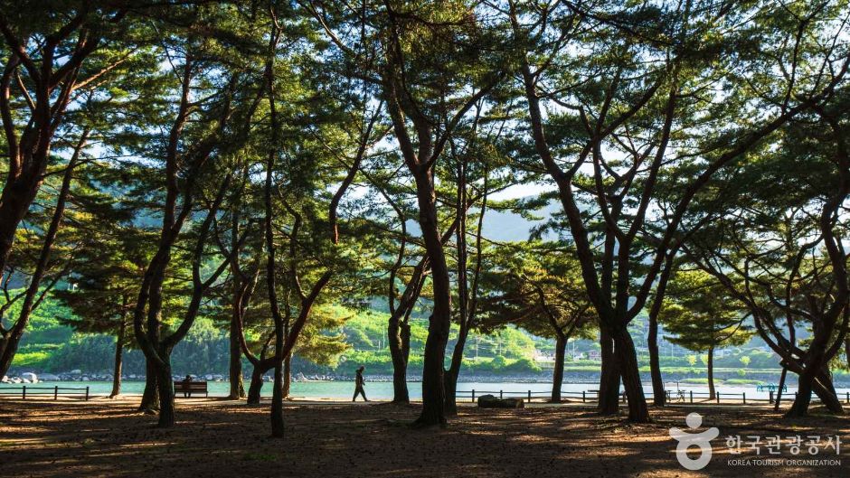 하동송림공원 여행 추천 - 메고지고 하동송림공원 여행 추천 - 메고지고