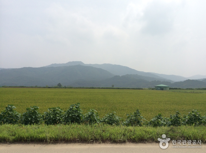 철원 철새도래지 (철원평야) 여행 추천 - 메고지고 철원 철새도래지 (철원평야) 여행 추천 - 메고지고