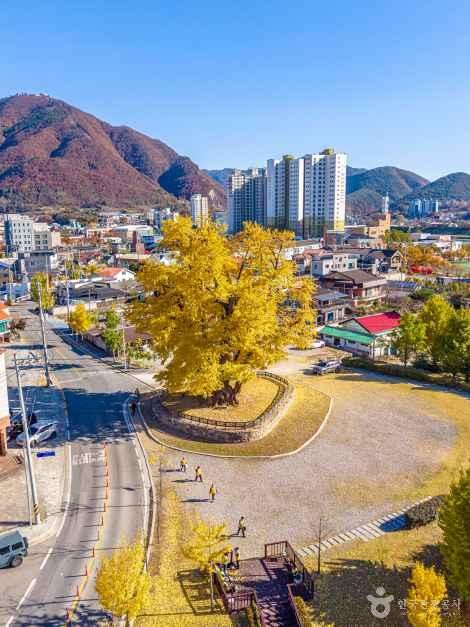 영월 하송리 은행나무 여행 추천 - 메고지고 영월 하송리 은행나무 여행 추천 - 메고지고