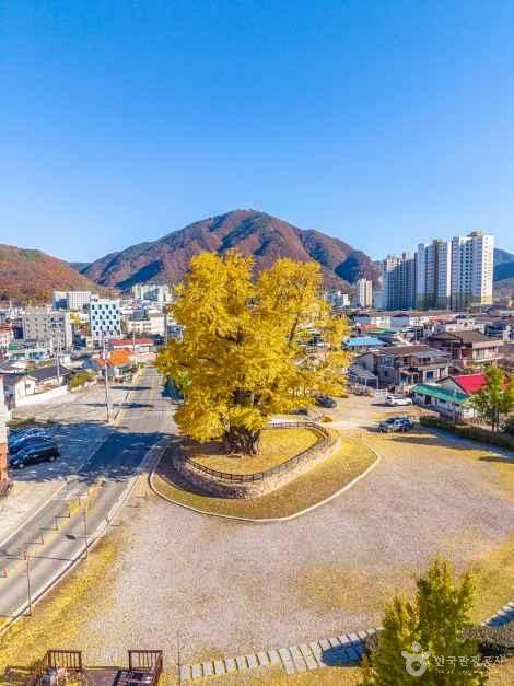 영월 하송리 은행나무 여행 추천 - 메고지고 영월 하송리 은행나무 여행 추천 - 메고지고