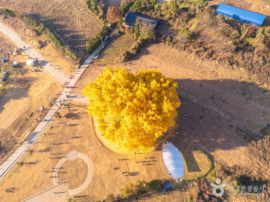 원주 반계리 은행나무 여행 추천 - 메고지고 원주 반계리 은행나무 여행 추천 - 메고지고