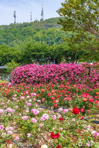 삼척장미공원 여행 추천 - 메고지고 삼척장미공원 여행 추천 - 메고지고