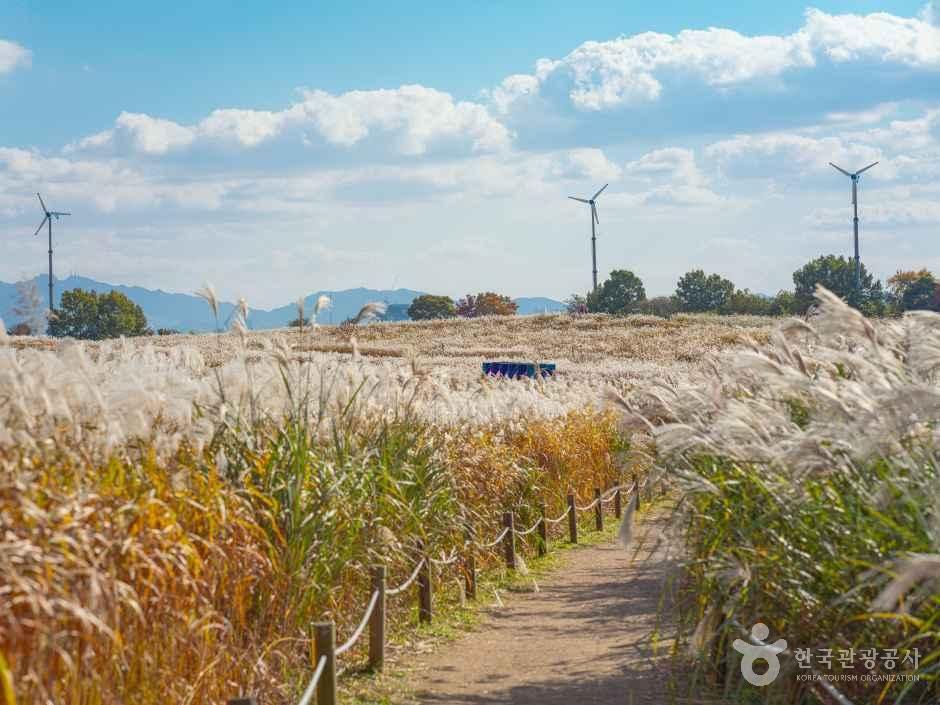 하늘공원 여행 추천 - 메고지고 하늘공원 여행 추천 - 메고지고