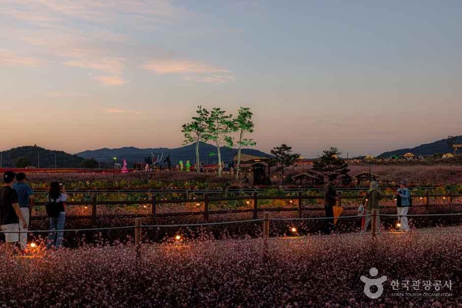고석정 꽃밭 여행 추천 - 메고지고 고석정 꽃밭 여행 추천 - 메고지고
