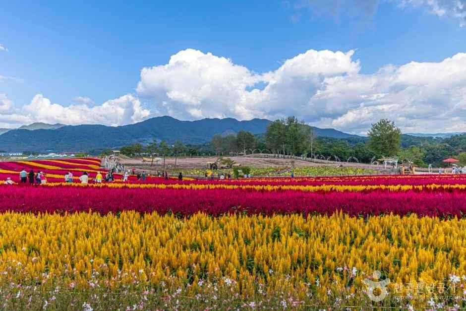 고석정 꽃밭 여행 추천 - 메고지고 고석정 꽃밭 여행 추천 - 메고지고