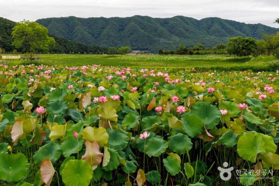 서오지리 연꽃단지 여행 추천 - 메고지고 서오지리 연꽃단지 여행 추천 - 메고지고
