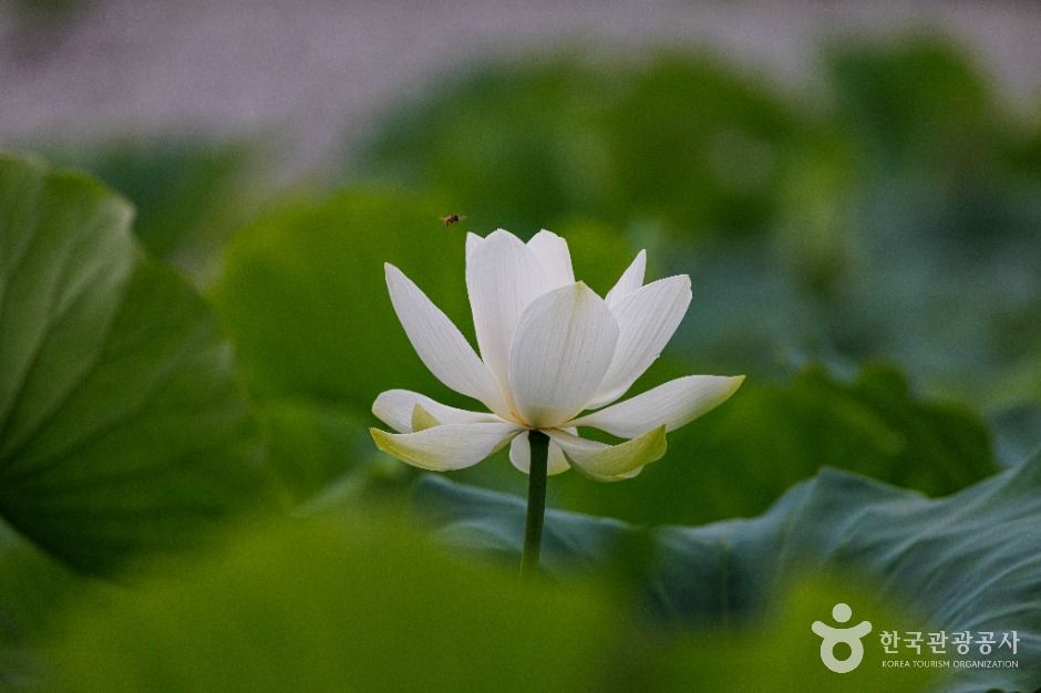서오지리 연꽃단지 여행 추천 - 메고지고 서오지리 연꽃단지 여행 추천 - 메고지고