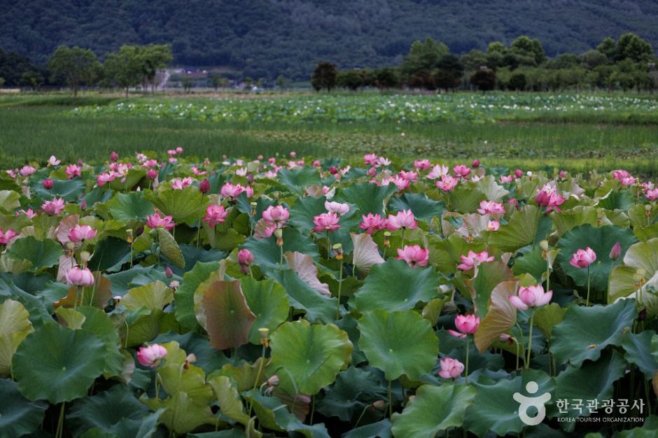 서오지리 연꽃단지 여행 추천 - 메고지고 서오지리 연꽃단지 여행 추천 - 메고지고