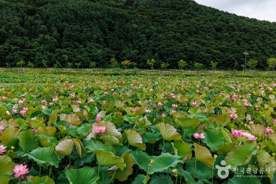 서오지리 연꽃단지 여행 추천 - 메고지고 서오지리 연꽃단지 여행 추천 - 메고지고