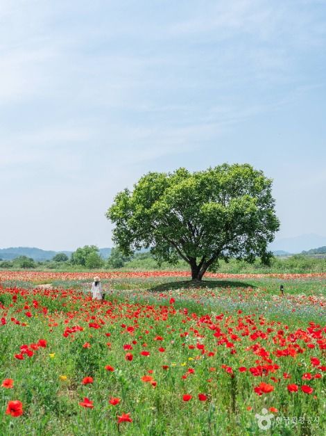 악양둑방 여행 추천 - 메고지고 악양둑방 여행 추천 - 메고지고