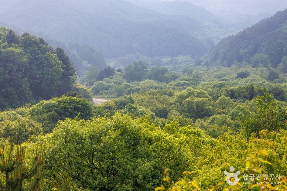 비밀의정원 여행 추천 - 메고지고