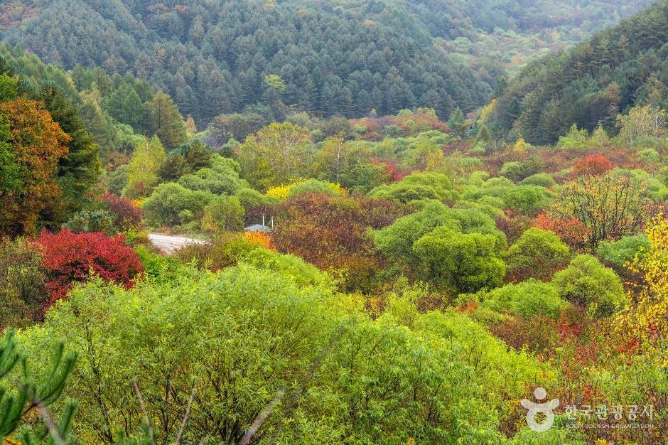 비밀의정원 여행 추천 - 메고지고