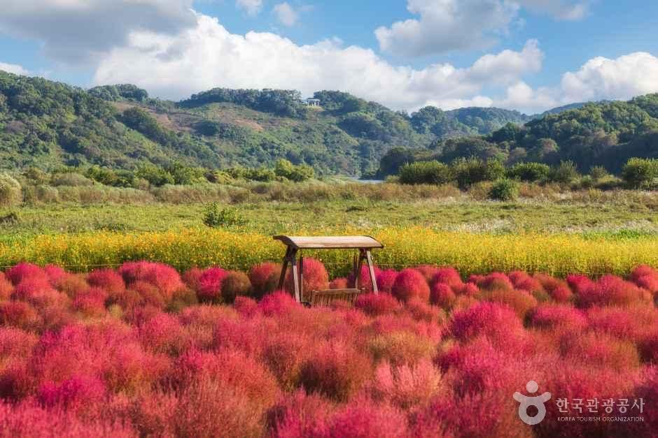 임진강 댑싸리정원 여행 추천 - 메고지고