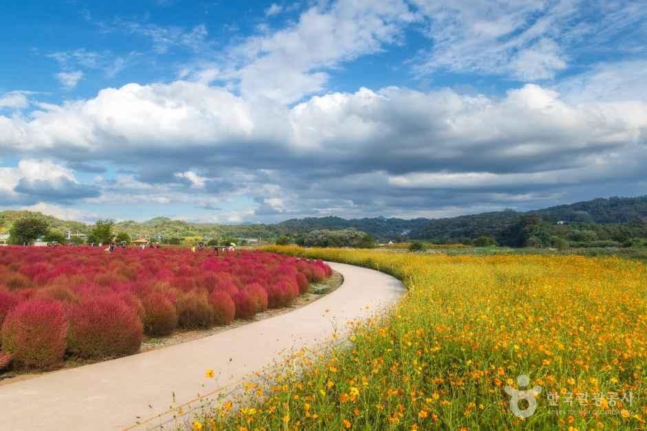 임진강 댑싸리정원 여행 추천 - 메고지고