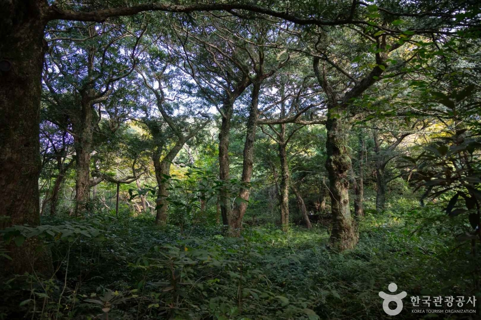 비자림 여행 추천 - 메고지고 비자림 여행 추천 - 메고지고