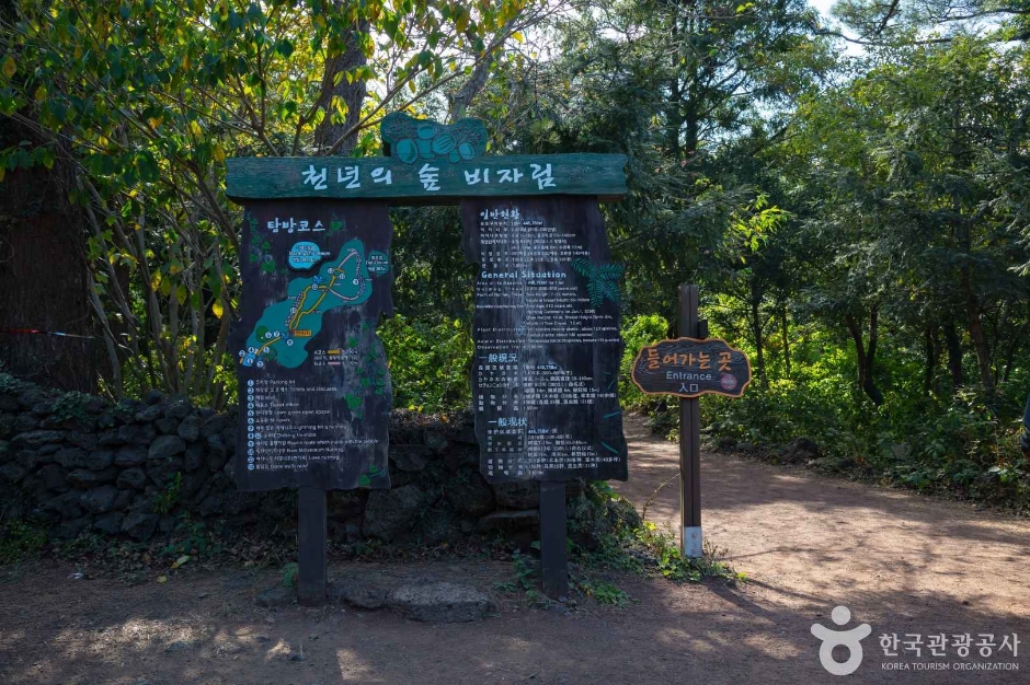 비자림 여행 추천 - 메고지고 비자림 여행 추천 - 메고지고