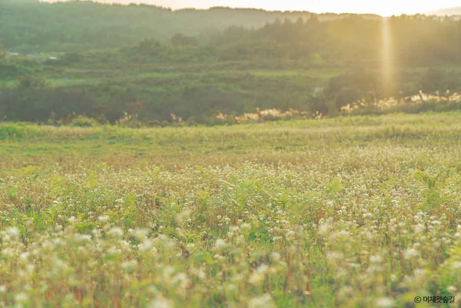 머체왓숲길 여행 추천 - 메고지고 머체왓숲길 여행 추천 - 메고지고