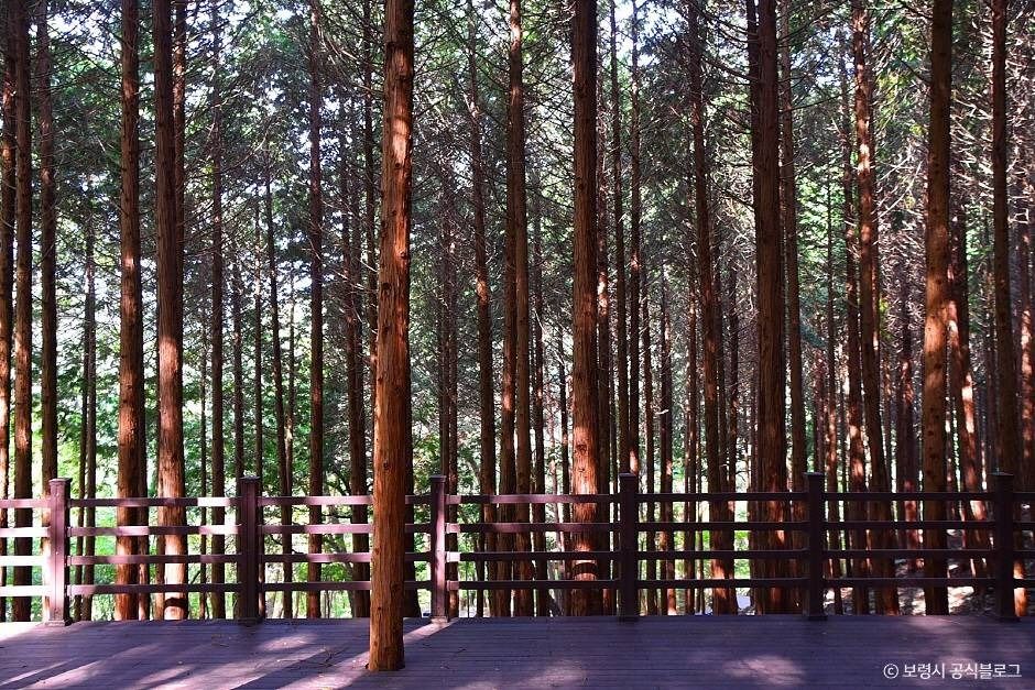 성주산자연휴양림 여행 추천 - 메고지고