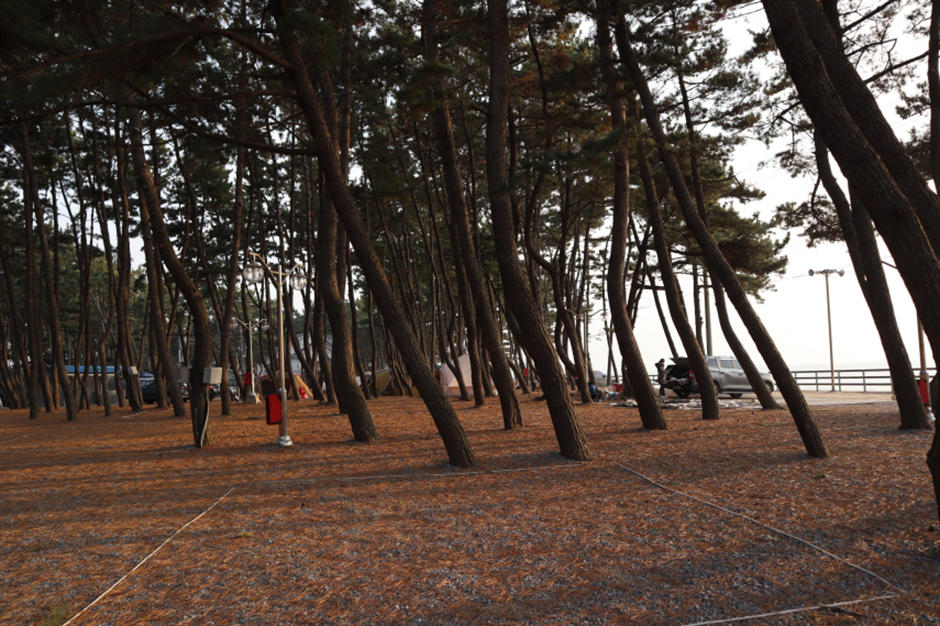 몽산포오토캠핑장2구역 여행 추천 - 메고지고