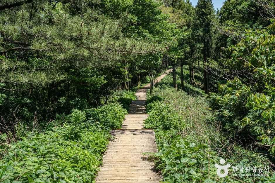 거문오름 여행 추천 - 메고지고 거문오름 여행 추천 - 메고지고