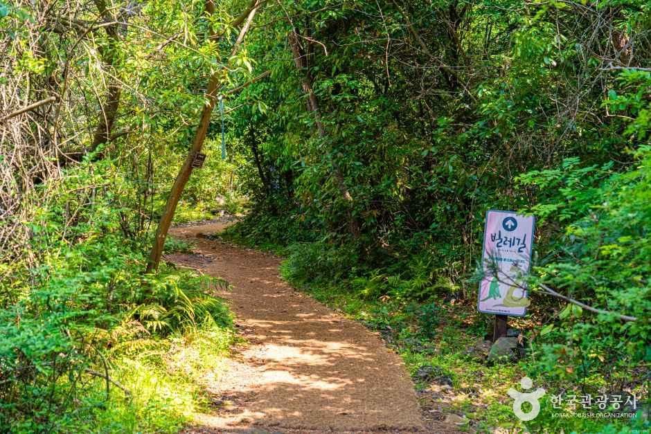제주곶자왈도립공원 여행 추천 - 메고지고