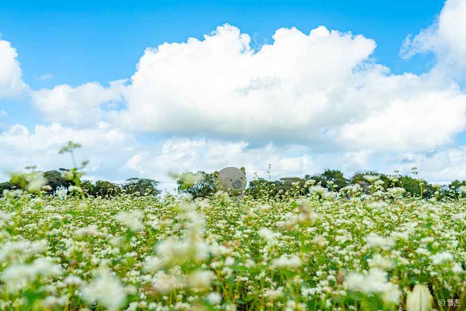 와흘메밀마을 여행 추천 - 메고지고