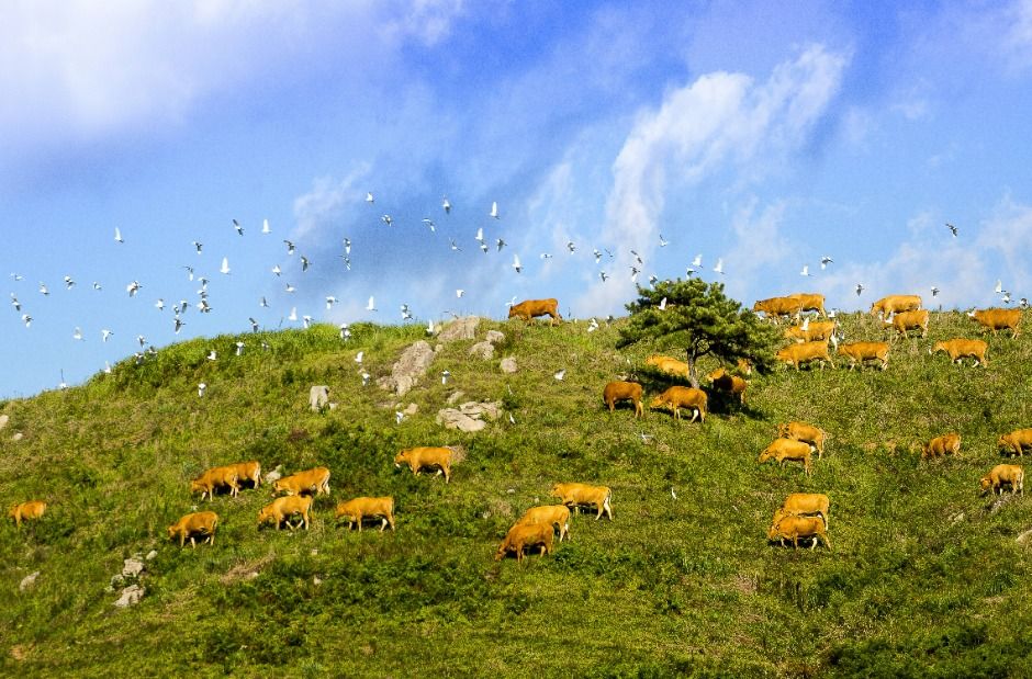 서산한우목장 웰빙산책로 여행 추천 - 메고지고 서산한우목장 웰빙산책로 여행 추천 - 메고지고