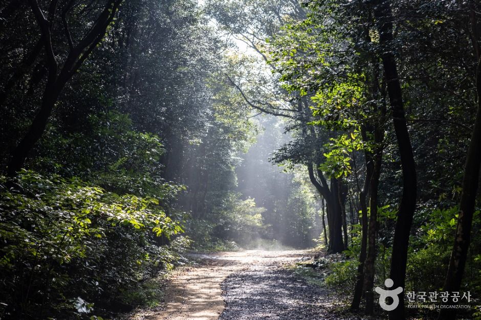 서귀포 치유의 숲 여행 추천 - 메고지고
