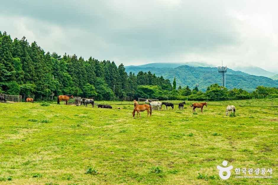 어승생승마장 여행 추천 - 메고지고