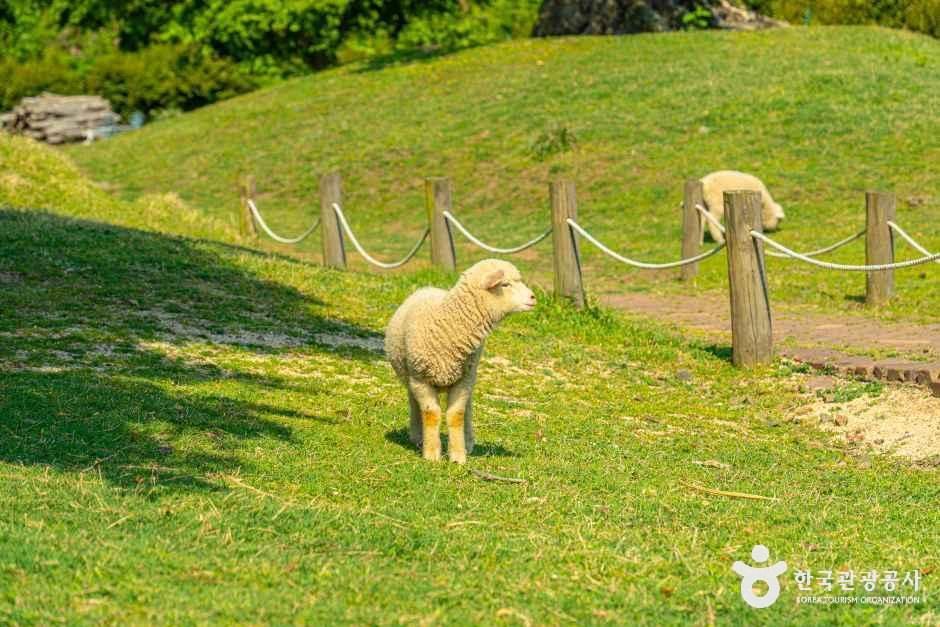 제주양떼목장 여행 추천 - 메고지고 제주양떼목장 여행 추천 - 메고지고