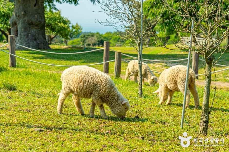 제주양떼목장 여행 추천 - 메고지고 제주양떼목장 여행 추천 - 메고지고