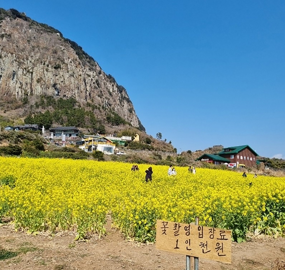 산방산유채꽃밭 여행 추천 - 메고지고 산방산유채꽃밭 여행 추천 - 메고지고