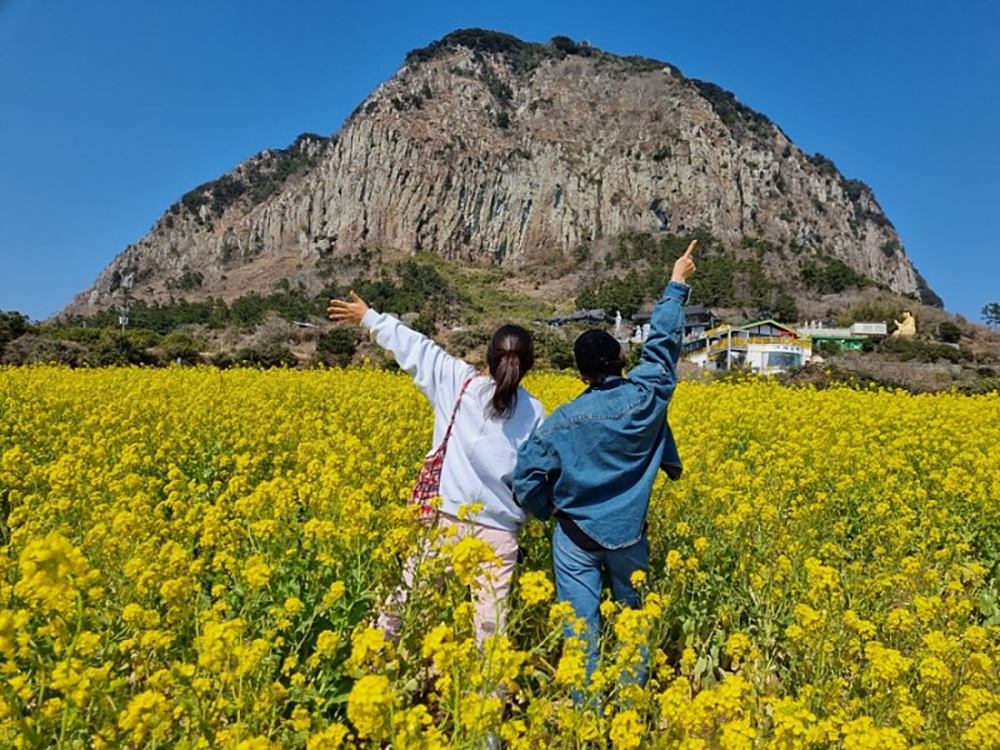 산방산유채꽃밭 여행 추천 - 메고지고 산방산유채꽃밭 여행 추천 - 메고지고