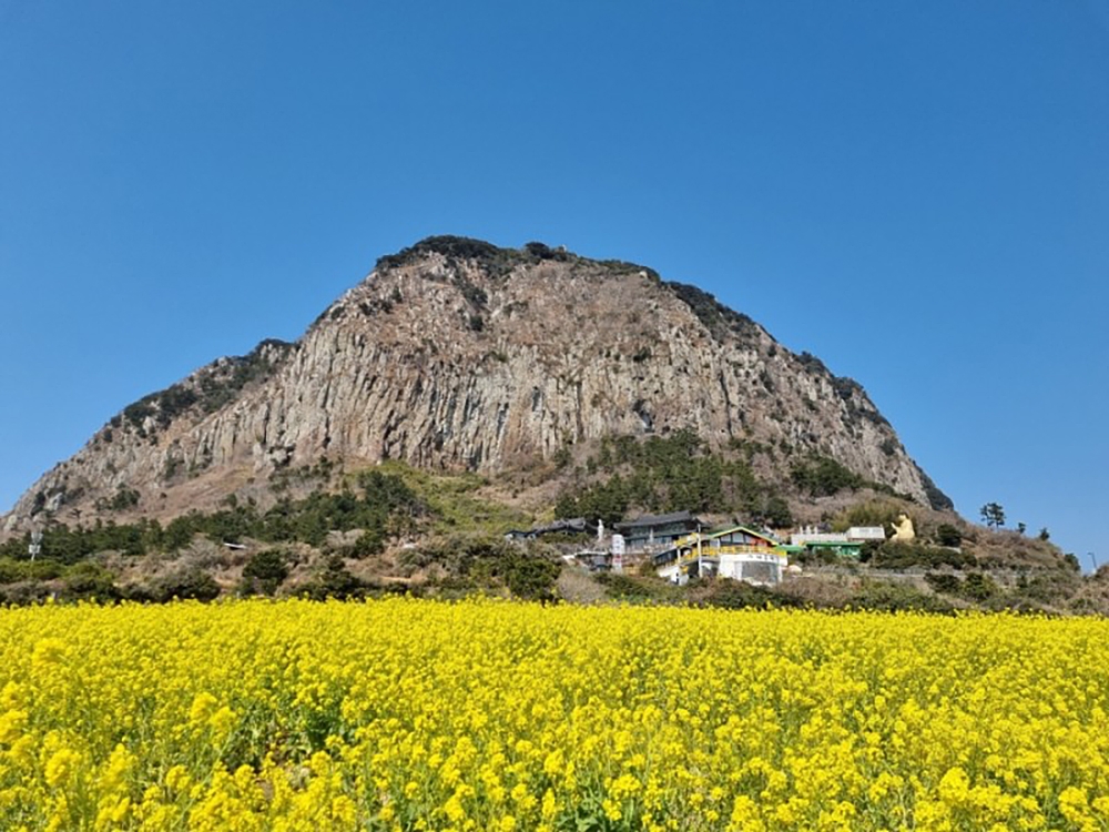 산방산유채꽃밭 여행 추천 - 메고지고 산방산유채꽃밭 여행 추천 - 메고지고