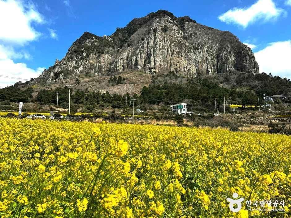 산방산유채꽃밭 여행 추천 - 메고지고 산방산유채꽃밭 여행 추천 - 메고지고