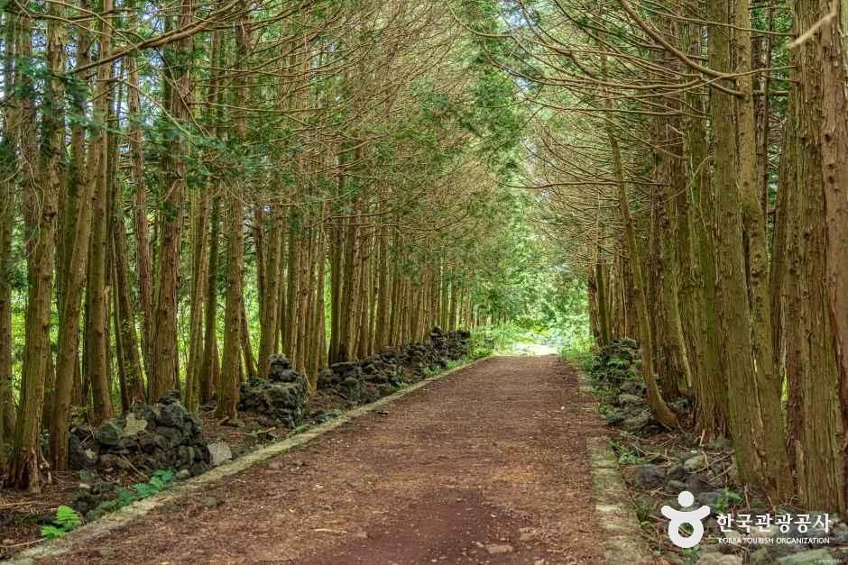 샤이니숲길 여행 추천 - 메고지고 샤이니숲길 여행 추천 - 메고지고
