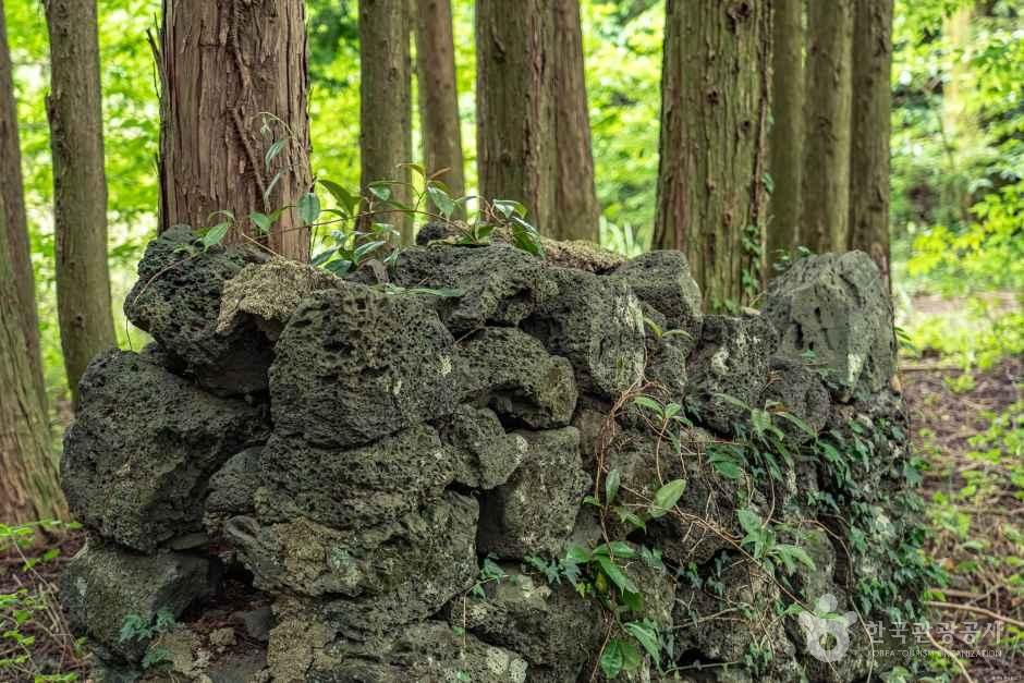 샤이니숲길 여행 추천 - 메고지고 샤이니숲길 여행 추천 - 메고지고
