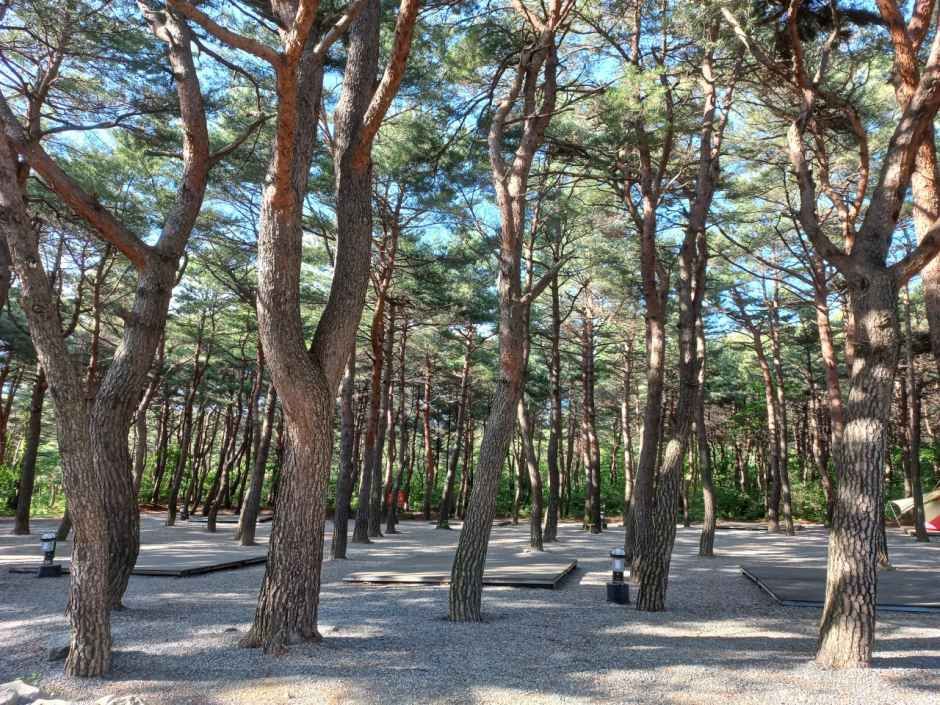 양양 솔바다 캠핑장 여행 추천 - 메고지고 양양 솔바다 캠핑장 여행 추천 - 메고지고