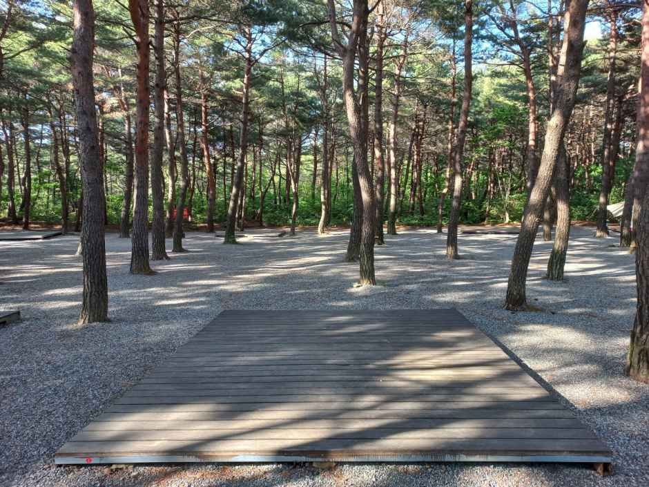 양양 솔바다 캠핑장 여행 추천 - 메고지고 양양 솔바다 캠핑장 여행 추천 - 메고지고
