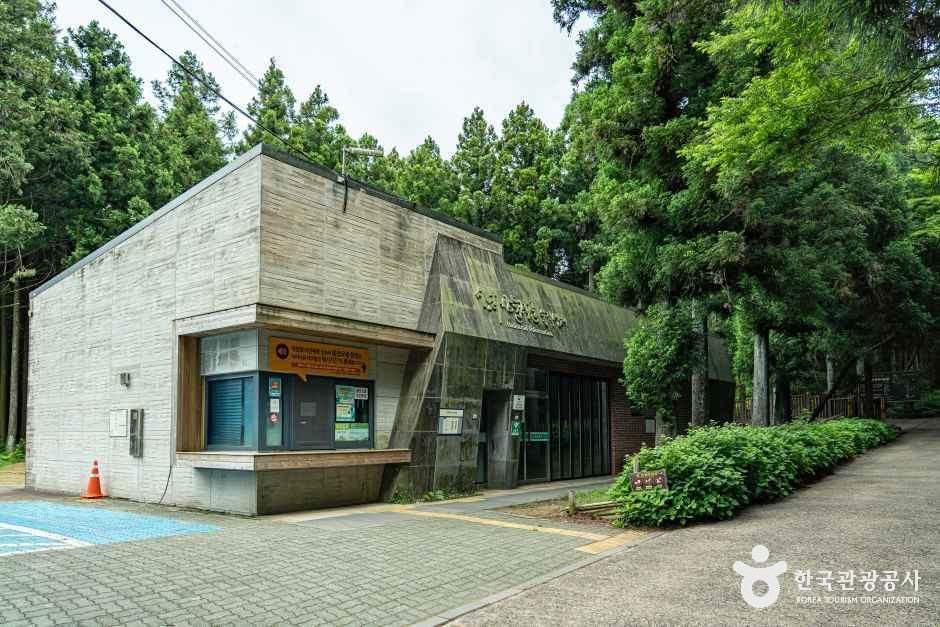 사려니숲길 여행 추천 - 메고지고 사려니숲길 여행 추천 - 메고지고
