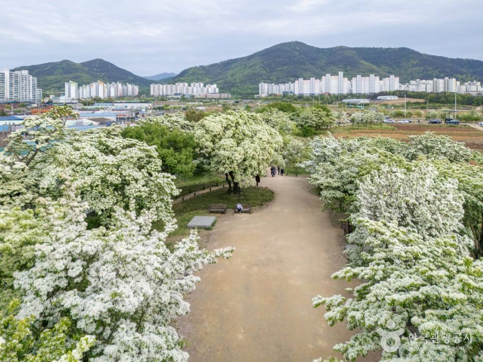 교항리 이팝나무 군락지 여행 추천 - 메고지고 교항리 이팝나무 군락지 여행 추천 - 메고지고