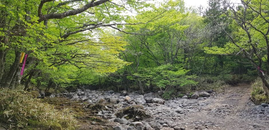 [한라산 둘레길 1구간] 천아숲길 여행 추천 - 메고지고