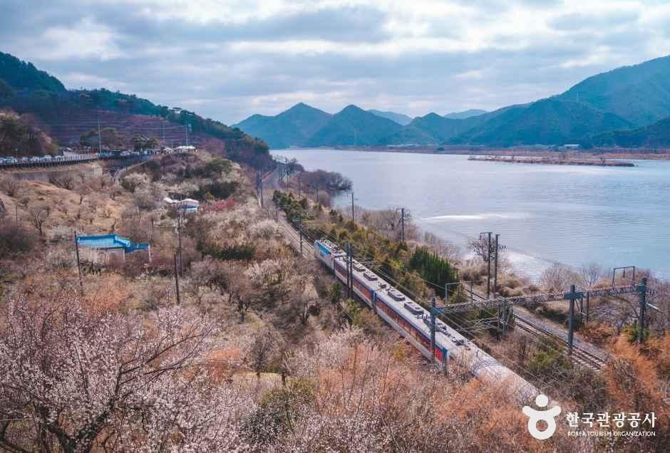 순매원 여행 추천 - 메고지고 순매원 여행 추천 - 메고지고
