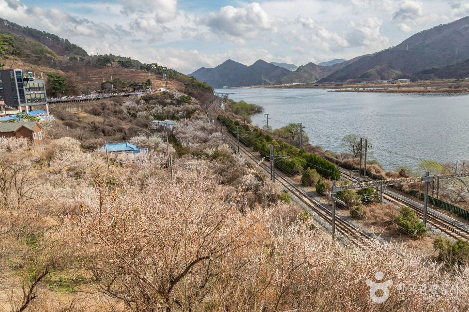 순매원 여행 추천 - 메고지고 순매원 여행 추천 - 메고지고